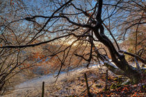  Sunlit Beech by David Tinsley