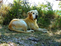 Big dog resting in the shade von esperanto