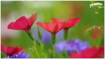 Sommerblüten von hibiskus