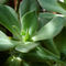 Succulent-green-ii