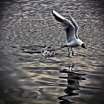 Splash Landing by Carmen Wolters