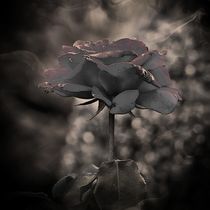Dark Rose by Carmen Wolters