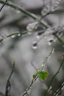 In der Vergänglichkeit sprießt Leben... von loewenherz-artwork