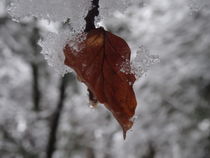 Buchenblatt im Winterkleid I  von artofirenes