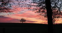 Baum im Himmel by Bruno Schmidiger