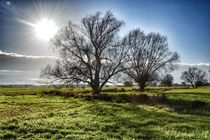 Bäume im Sonnenlicht von Maria Killinger