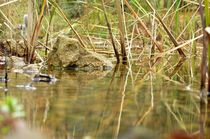 Teich von Joerg Doerband