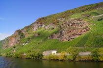 Weinhänge an der Mosel von Sabine Radtke