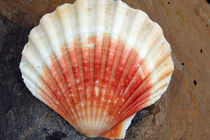Red And White Seashell by Aidan Moran