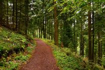 Waldweg by gscheffbuch