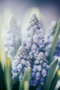 Muscari by Beate Zoellner