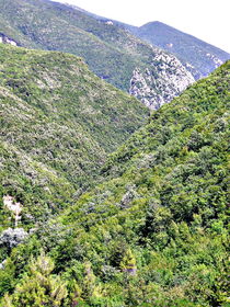 Forest in mountain in italy  by esperanto