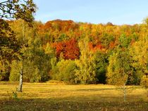 Herbstwald von gscheffbuch