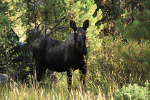 Female Moose by Aidan Moran