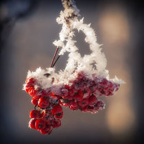 Berries in Ice von cinema4design