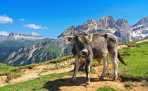 Dolomiti - alpine pasture von Antonio Scarpi