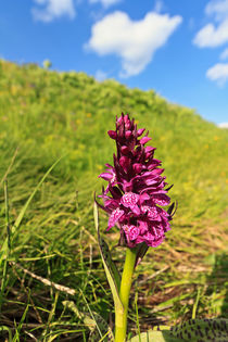 Dactylorhiza orchid von Antonio Scarpi