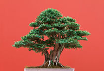 Yew bonsai von Antonio Scarpi