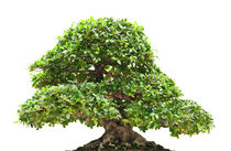 Ficus bonsai isolated von Antonio Scarpi
