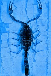 Blauer Skorpion - Scorpion on blue von leddermann