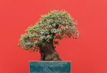 Zelkova bonsai von Antonio Scarpi