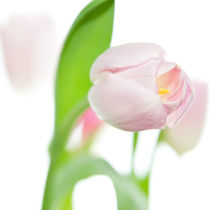 gentle pink tulips by Siarhei Fedarenka