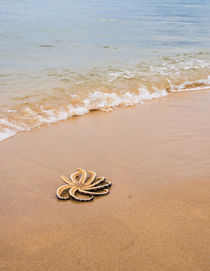 Sonne, Strand und Meer: Seestern von Tobias Koch