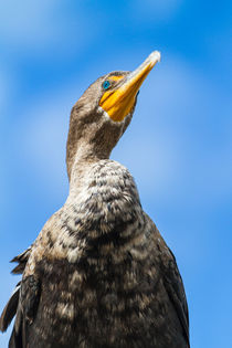 Portrait of Anhinga von Pier Giorgio  Mariani