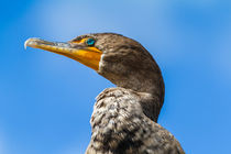 Portrait of Anhinga by Pier Giorgio  Mariani