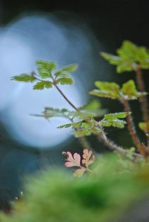 fragile... von loewenherz-artwork