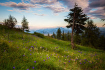 Bergwiese Goldegg, Kärnten by Lukas Kirchgasser