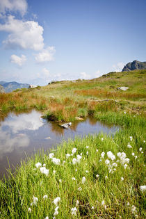 Wollgras in Obertauern von Lukas Kirchgasser