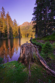 Baumstamm am Tauernkarsee von Lukas Kirchgasser