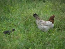 Hen And Chick von Malcolm Snook