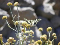 Swallowtail Butterfly by Malcolm Snook