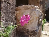 Wild Flower In An Ancient Church by Malcolm Snook