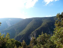 Forest at the mountain in north italy by esperanto