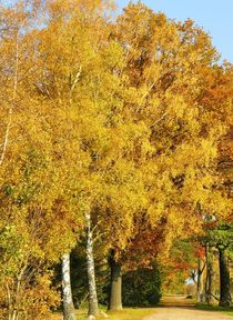 Leuchtender Herbst von gscheffbuch