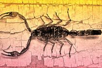 Scorpion bi-color von leddermann