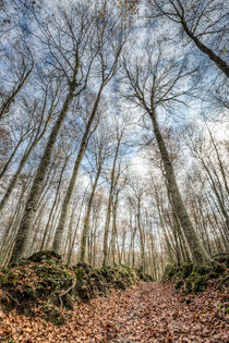 Winter Is Coming (Fageda d’en Jordà, Catalonia) von Marc Garrido Clotet