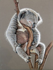 Koala Sleep by Nicole Zeug