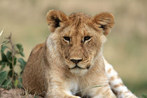 Lion Portrait  by Aidan Moran