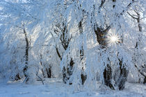 wie im Wintermärchen von moqui