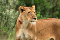 Proud Lioness by Aidan Moran