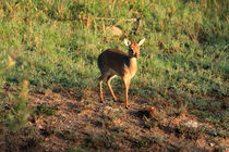 Masai Mara Dikdik Deer by Aidan Moran