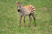 Zebra Foal  by Aidan Moran