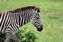 Zebra by Aidan Moran