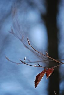 winter leaves... von loewenherz-artwork