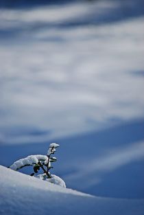 small winter beauty... von loewenherz-artwork