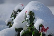 snow flowers... von loewenherz-artwork